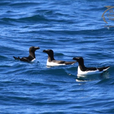 razorbills
