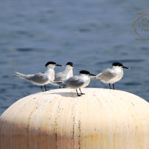 sandwich terns