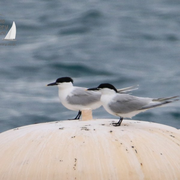 sandwich terns