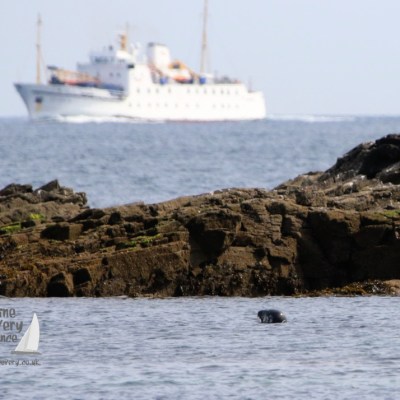 seal and Scillonian