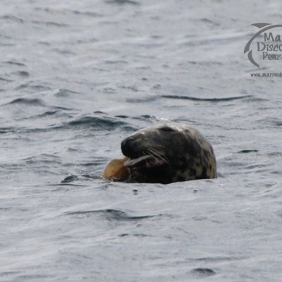 seal eating fish