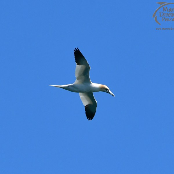 gannet searching for fish