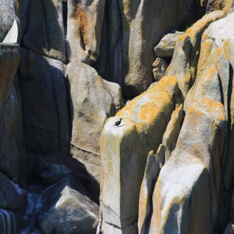 shag on a cliff