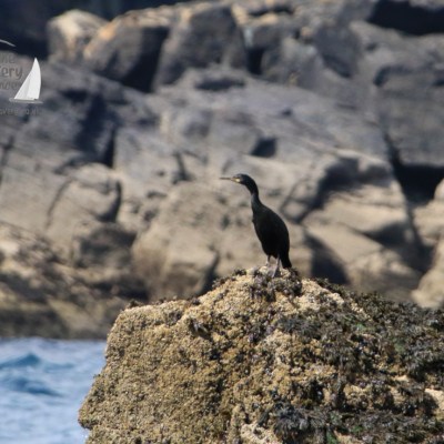 shag on a rock