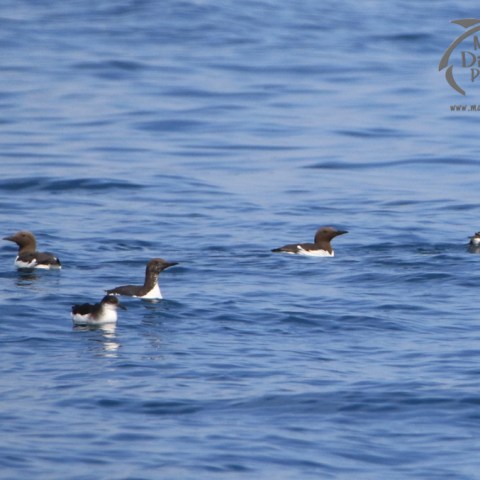 shearwater and guillemots