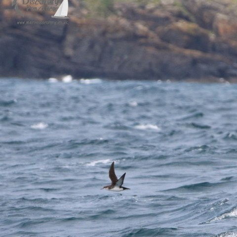 shearwater flying past lighthouse