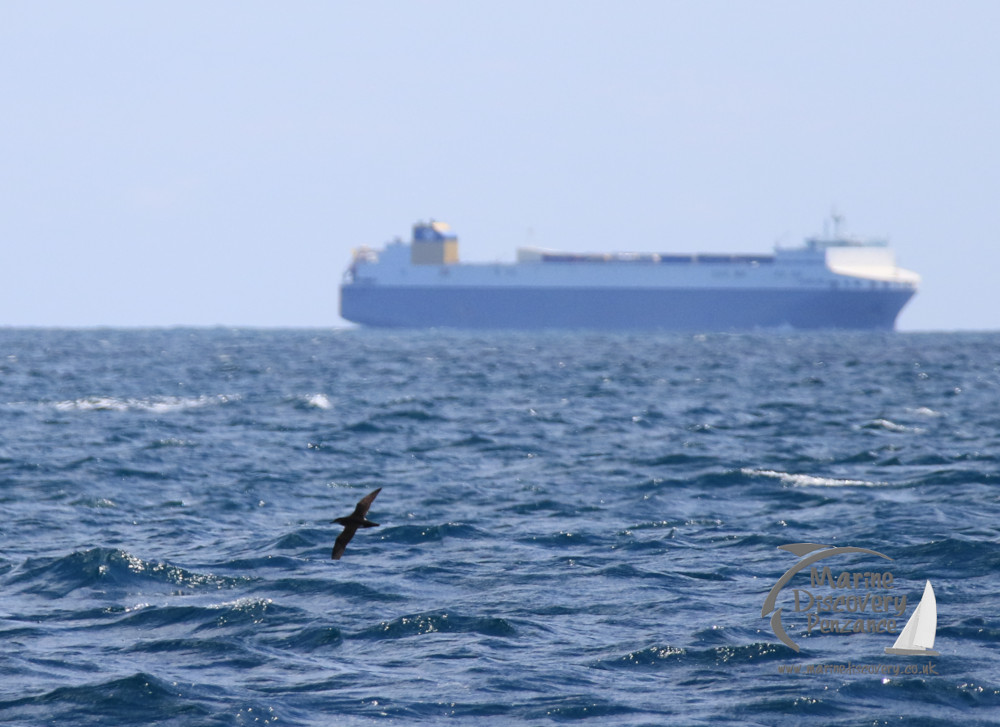 shearwater and ship
