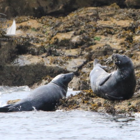 squabbling seals