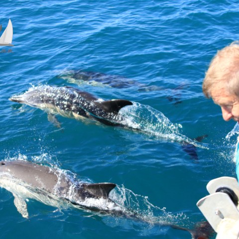 watching common dolphins