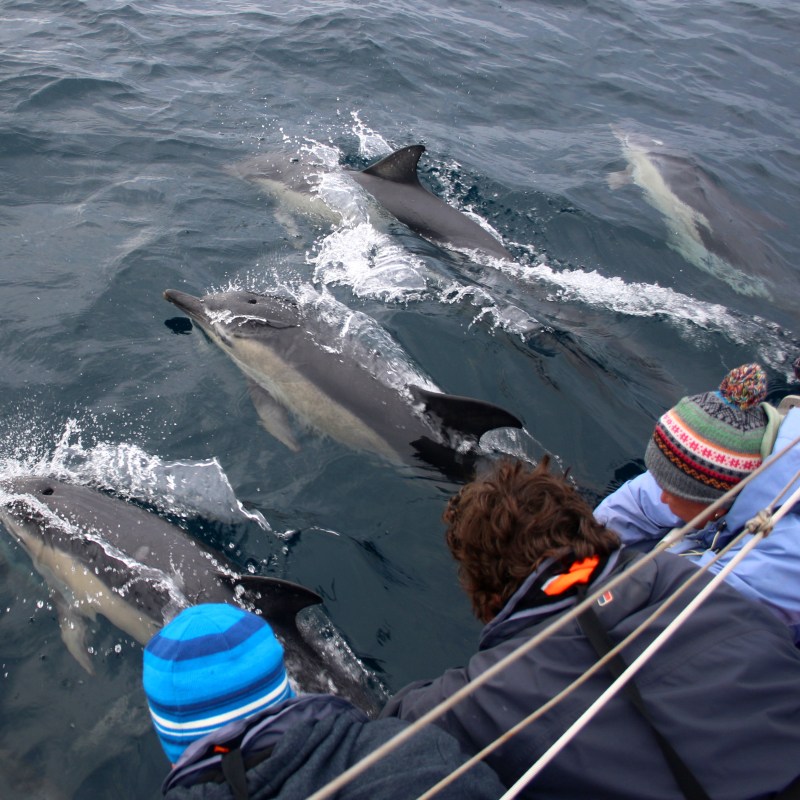 people watching common dolphins