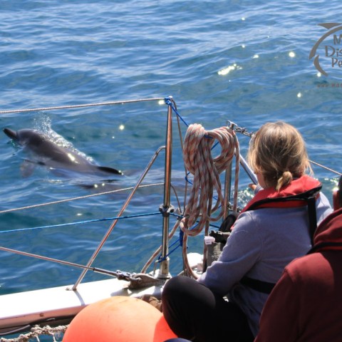 watching common dolphins