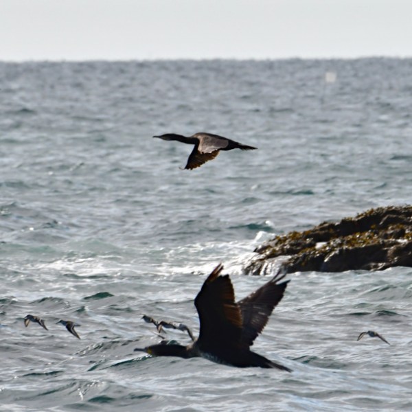 cormorant and dunlin