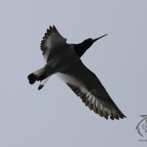 Angry oystercatcher defending nest
