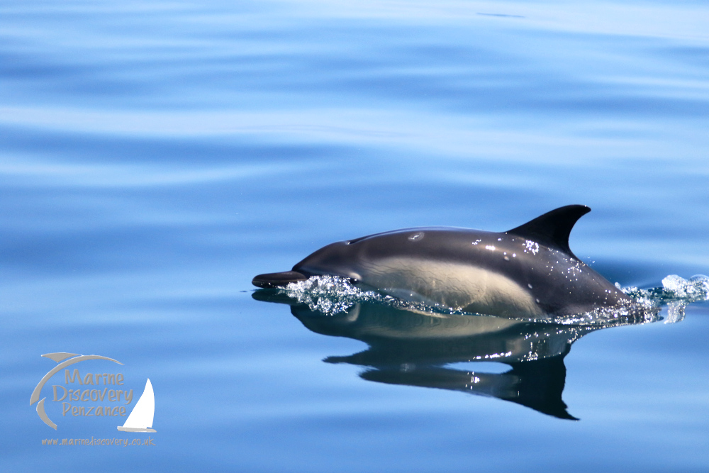 ommon dolphin with eye