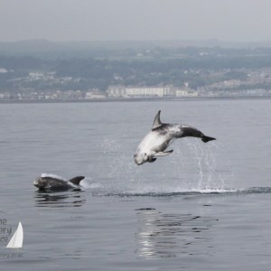 Risso's dolphins leaping