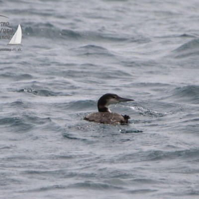 Great Northern Diver