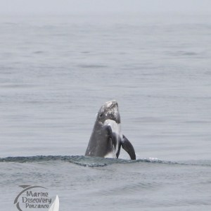 Headbanging Risso's dolphin