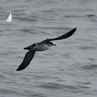 Manx shearwater