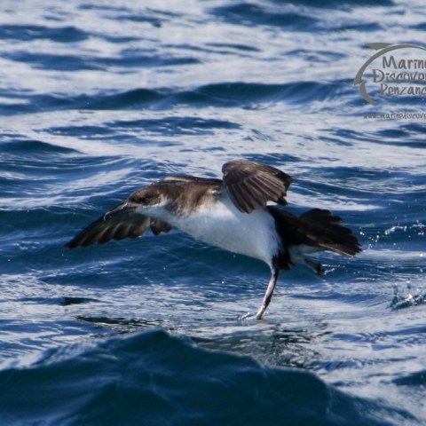 Manx shearwater