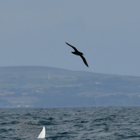 Manx shearwater