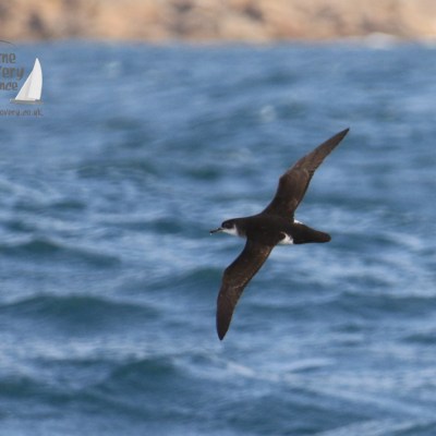 Manx shearwater