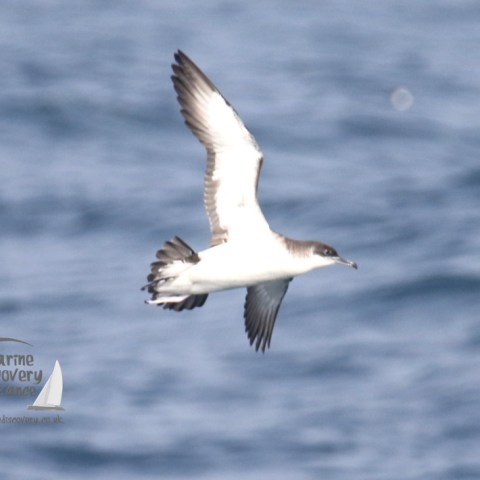 Manx shearwater