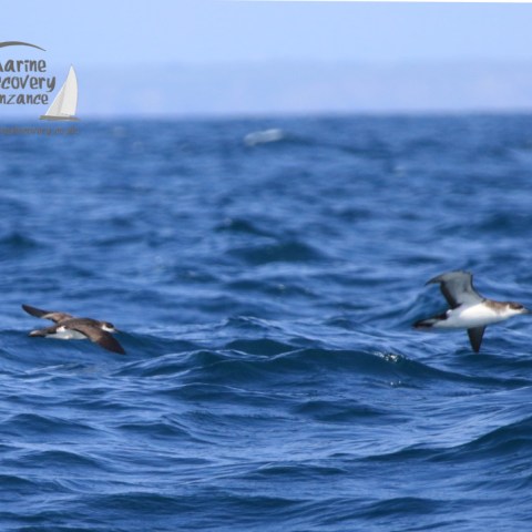 Manx shearwaters