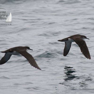 Manx shearwaters