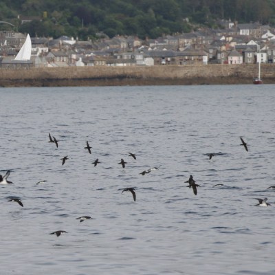 Manx shearwaters