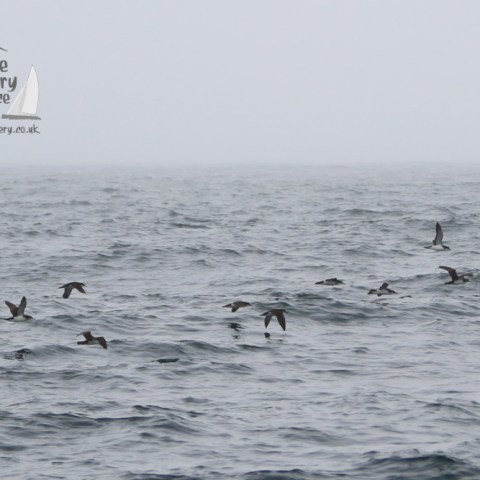 Manx shearwaters