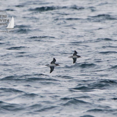 Manx shearwaters
