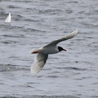 Mediterranean gull