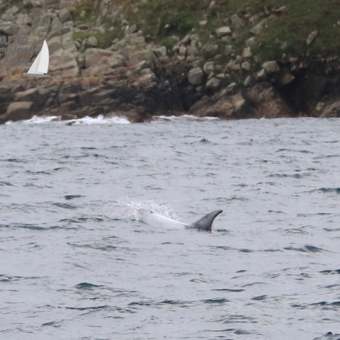 Risso's dolphin