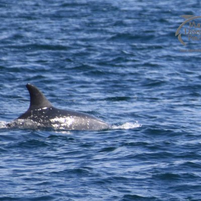 Risso's dolphin