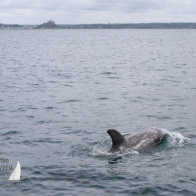 Risso's dolphin and St Michael's Mount