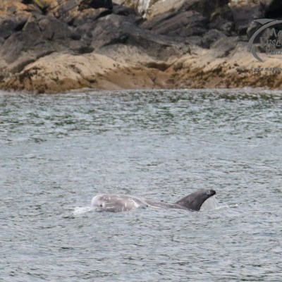 Risso's dolphin and coast
