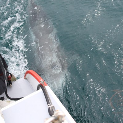 Risso's dolphin chasing boat