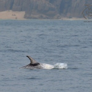 Risso's dolphin passing Porthcurno