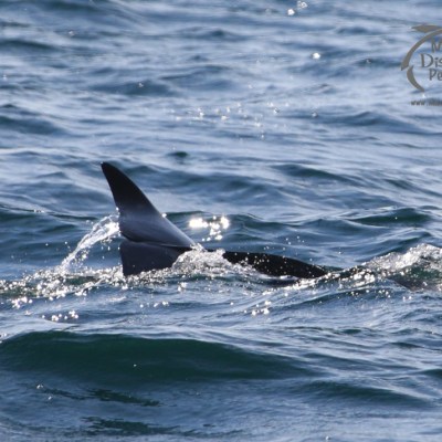 Risso's dolphin tail