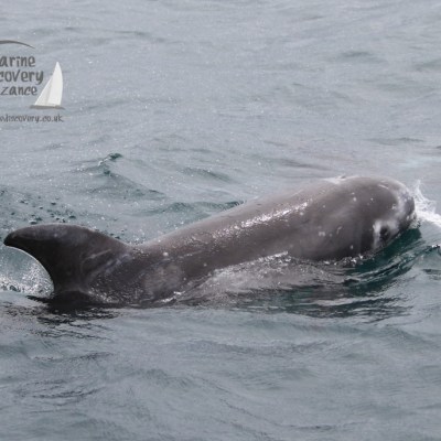 Risso's dolphin