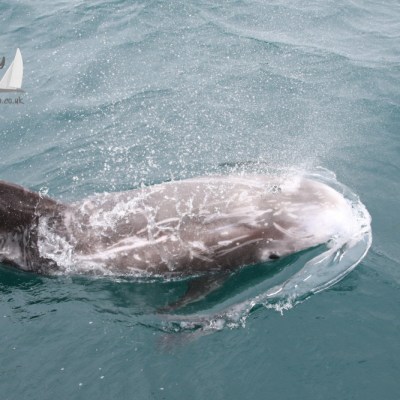Risso's dolphin