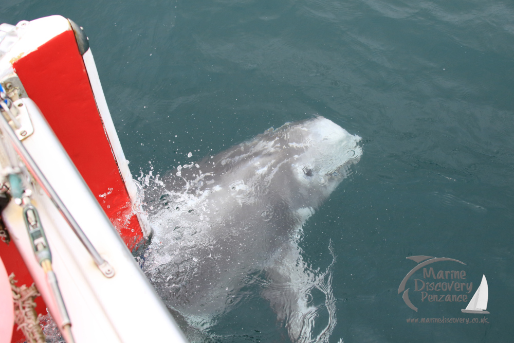 Risso's dolphin