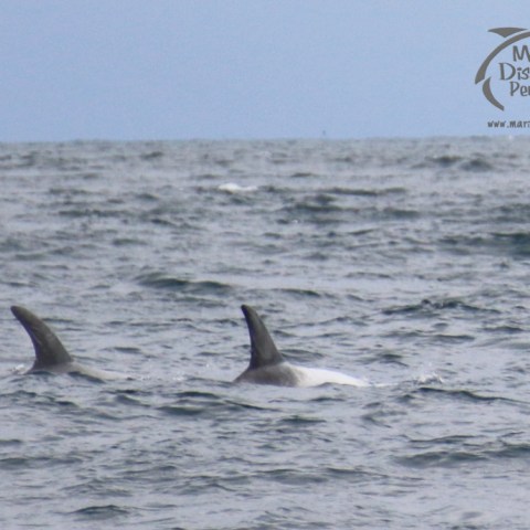 Risso's dolphins