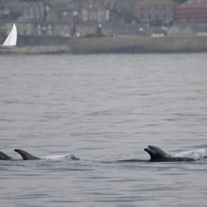 Risso's dolphins passing Mousehole