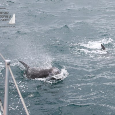 Risso's dolphins