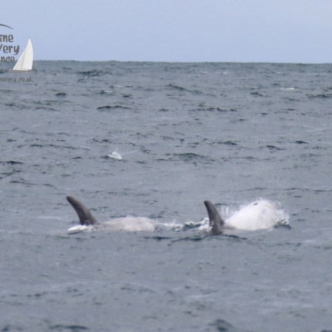 Risso's dolphins