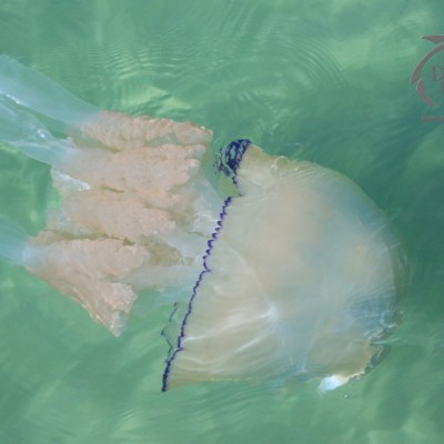 barrel jellyfish