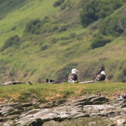 black backed gull and oystercatcher