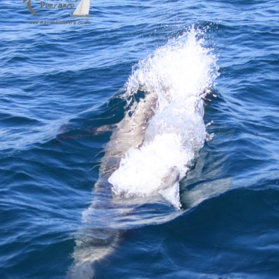 bowriding Risso's dolphin