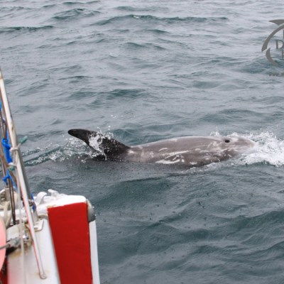 bowriding Risso's dolphin